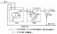 微生物除磷的原理與效果